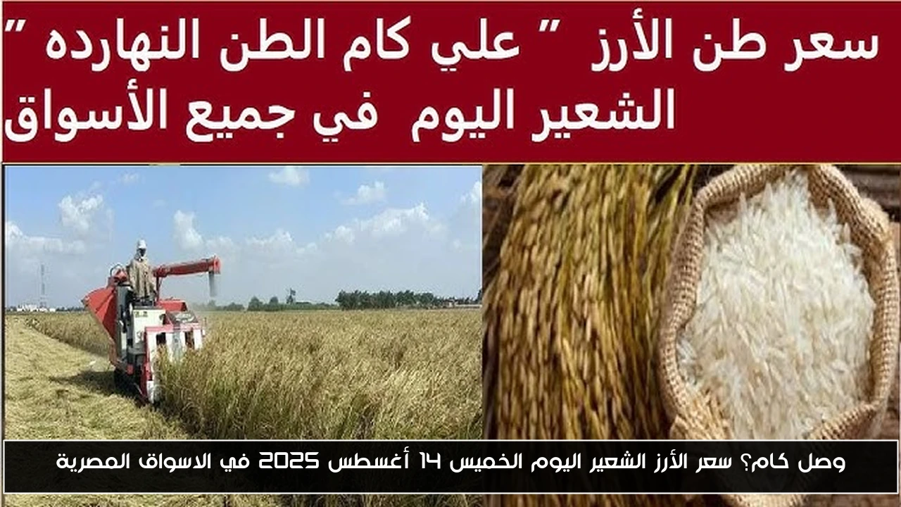 وصل كام؟ سعر الأرز الشعير اليوم الخميس 14 أغسطس 2025 في الاسواق المصرية