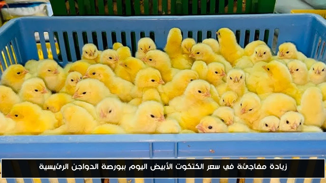 زيادة مفاجئة في سعر الكتكوت الأبيض اليوم ببورصة الدواجن الرئيسية