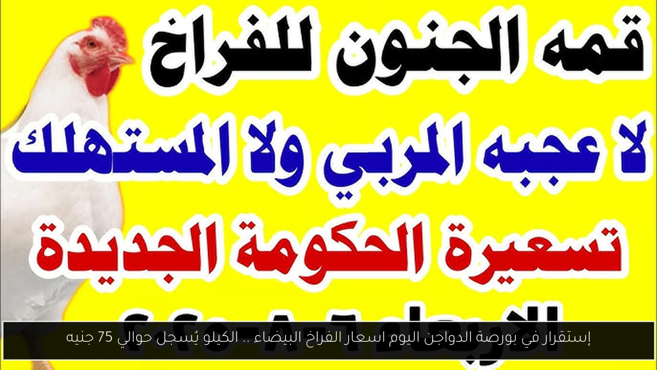 إستقرار في بورصة الدواجن اليوم اسعار الفراخ البيضاء .. الكيلو يُسجل حوالي 75 جنيه