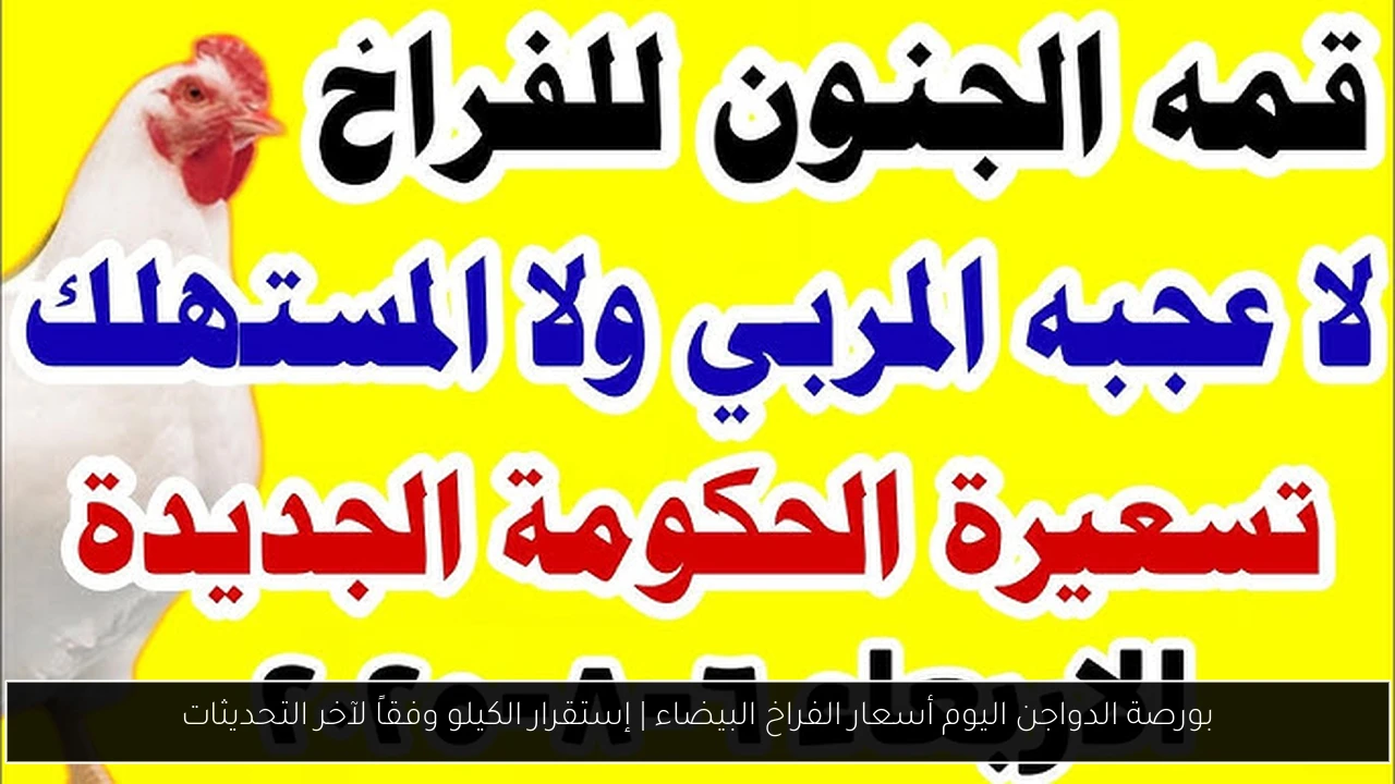 بورصة الدواجن اليوم أسعار الفراخ البيضاء | إستقرار الكيلو وفقاً لآخر التحديثات