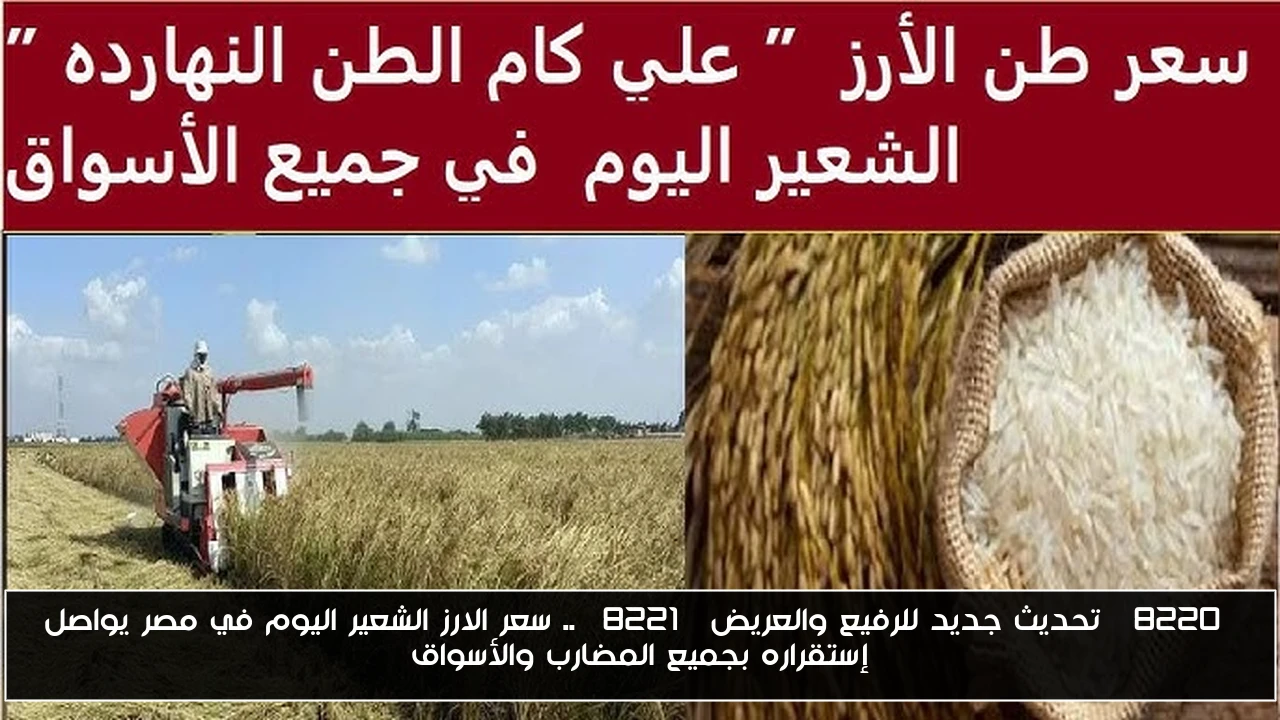 “تحديث جديد للرفيع والعريض” .. سعر الارز الشعير اليوم في مصر يواصل إستقراره بجميع المضارب والأسواق