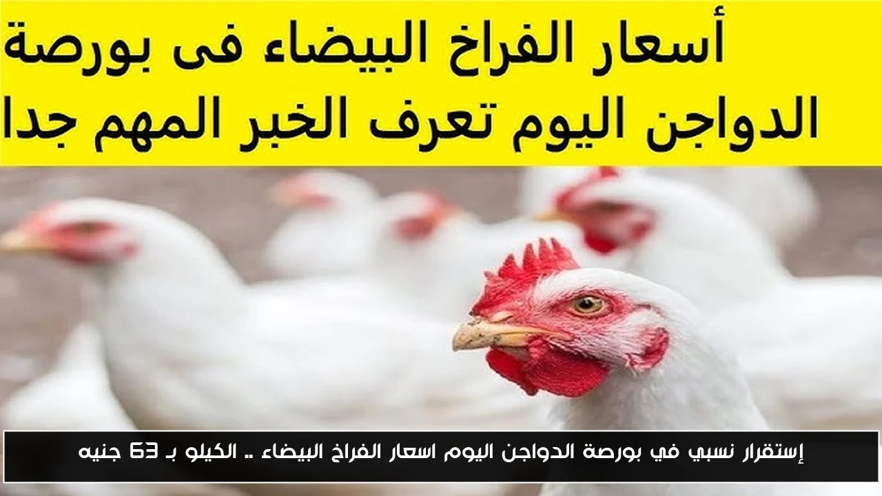 إستقرار نسبي في بورصة الدواجن اليوم اسعار الفراخ البيضاء .. الكيلو بـ 63 جنيه