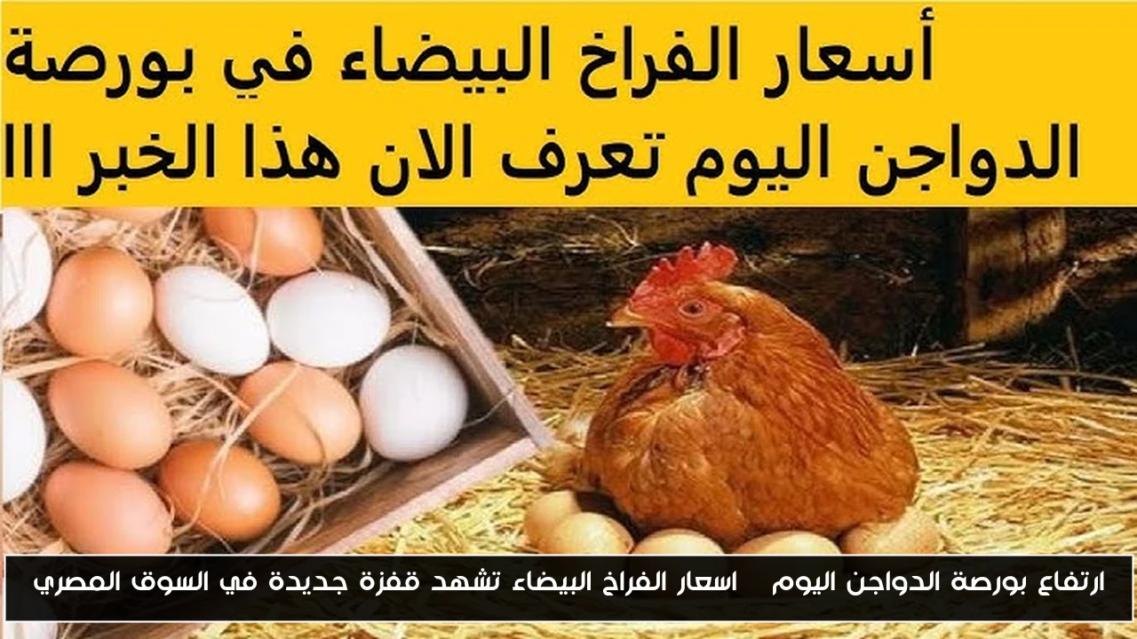 ارتفاع بورصة الدواجن اليوم | اسعار الفراخ البيضاء تشهد قفزة جديدة في السوق المصري