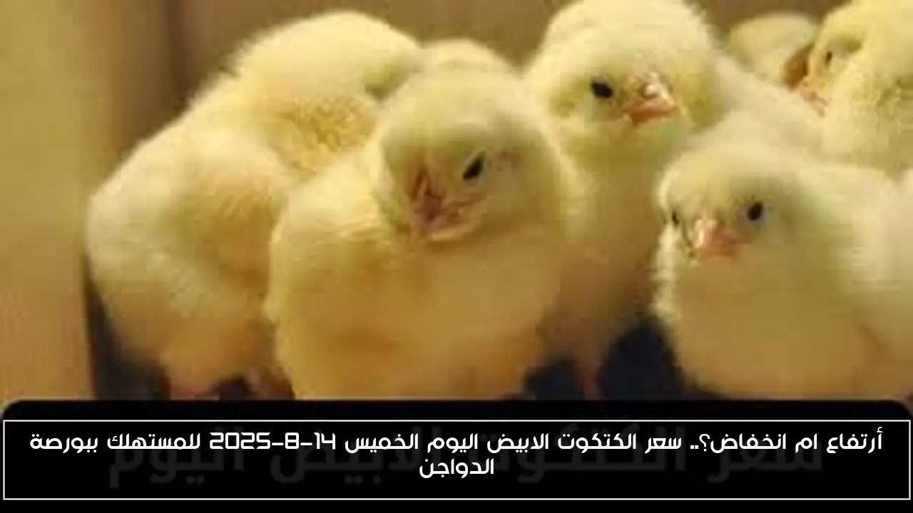 أرتفاع ام انخفاض؟.. سعر الكتكوت الابيض اليوم الخميس 14-8-2025 للمستهلك ببورصة الدواجن