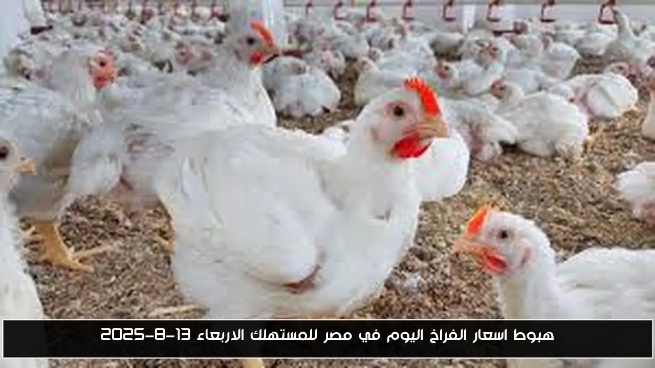 هبوط اسعار الفراخ اليوم في مصر للمستهلك الاربعاء 13-8-2025