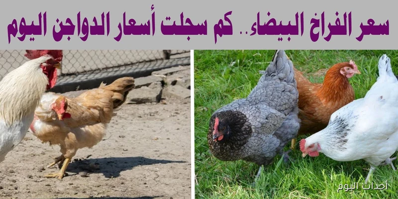 تطورات سعر كيلو الفراخ البيضاء اليوم في مصر.. آخر التحديثات لحظة بلحظة