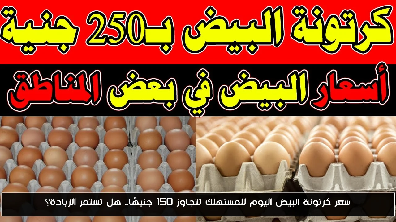 سعر كرتونة البيض اليوم للمستهلك تتجاوز 150 جنيهًا.. هل تستمر الزيادة؟
