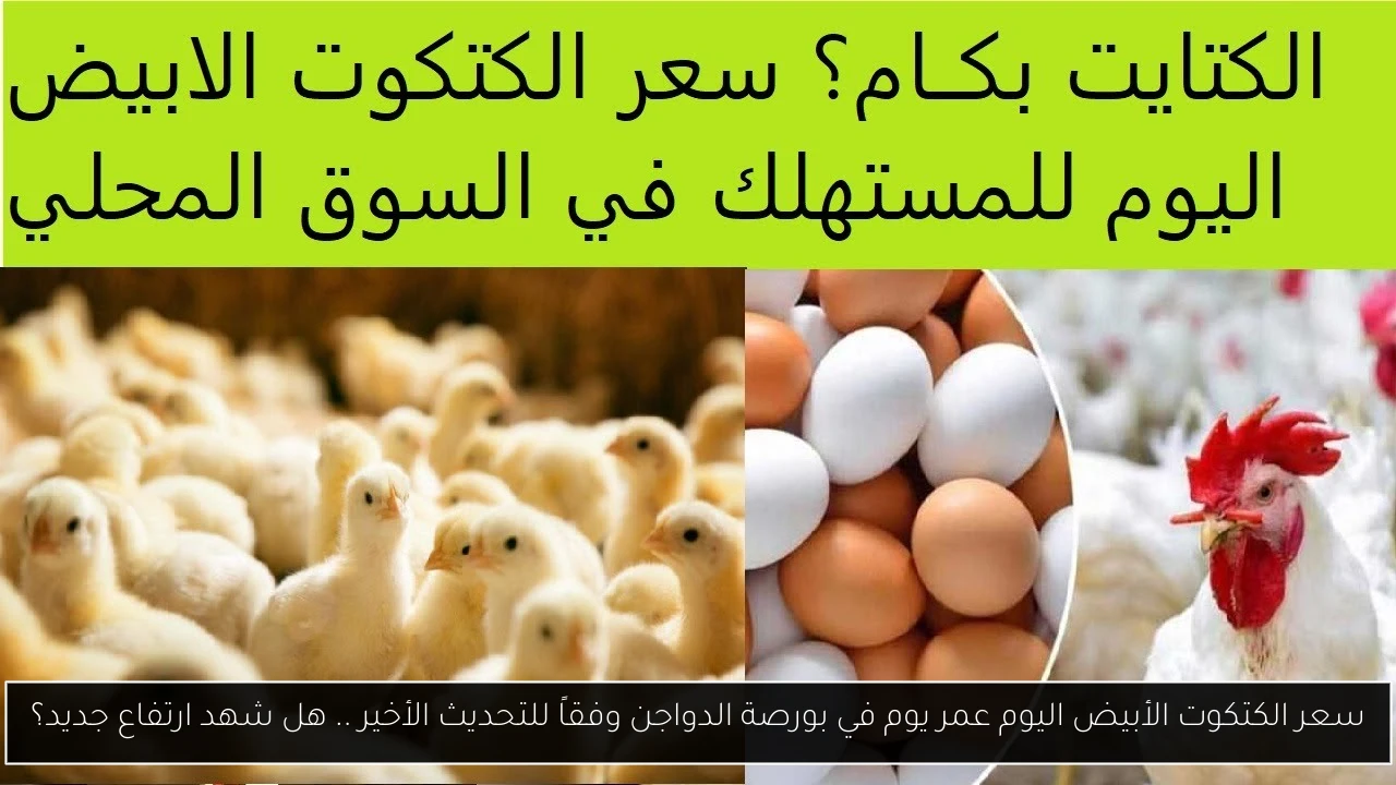 سعر الكتكوت الأبيض اليوم عمر يوم في بورصة الدواجن وفقاً للتحديث الأخير .. هل شهد ارتفاع جديد؟