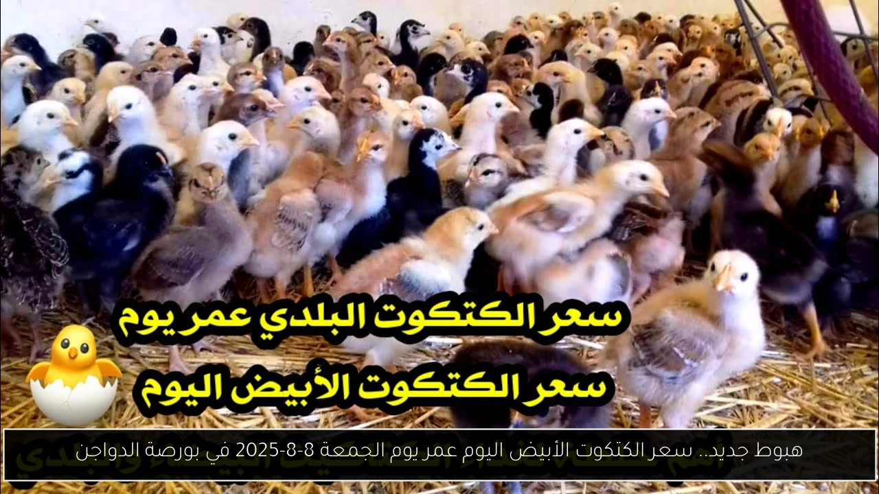 هبوط جديد.. سعر الكتكوت الأبيض اليوم عمر يوم الجمعة 8-8-2025 في بورصة الدواجن