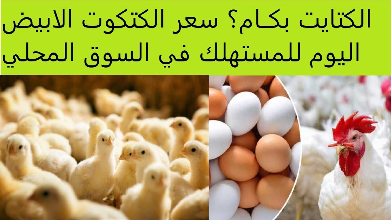 سعر الكتكوت الأبيض اليوم عمر يوم السبت 9 اغسطس 2025 في الاسواق المحلية وبورصة الدواجن