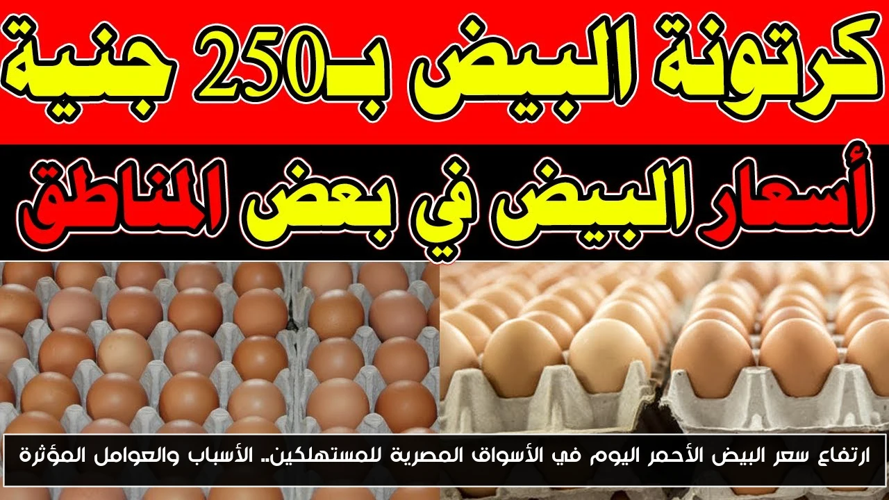 ارتفاع سعر البيض الأحمر اليوم في الأسواق المصرية للمستهلكين.. الأسباب والعوامل المؤثرة