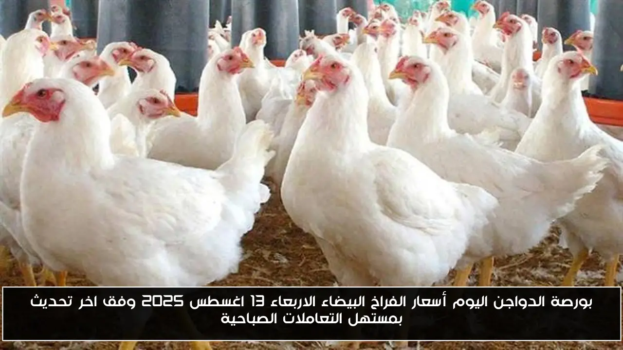 بورصة الدواجن اليوم أسعار الفراخ البيضاء الاربعاء 13 اغسطس 2025 وفق اخر تحديث بمستهل التعاملات الصباحية