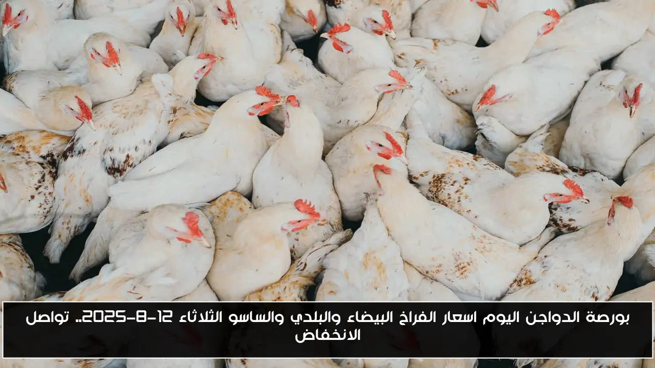 بورصة الدواجن اليوم اسعار الفراخ البيضاء والبلدي والساسو الثلاثاء 12-8-2025.. تواصل الانخفاض