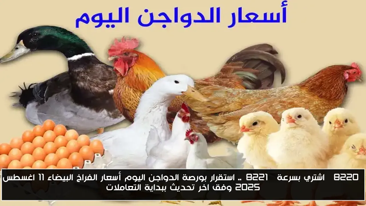 “اشتري بسرعة”.. استقرار بورصة الدواجن اليوم أسعار الفراخ البيضاء 11 اغسطس 2025 وفق اخر تحديث ببداية التعاملات