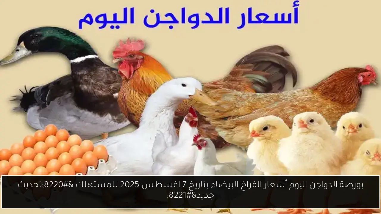 بورصة الدواجن اليوم أسعار الفراخ البيضاء بتاريخ 7 اغسطس 2025 للمستهلك “تحديث جديد”