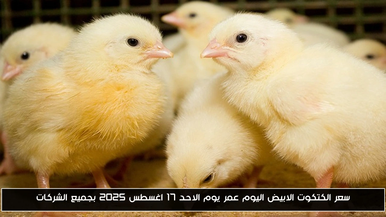 سعر الكتكوت الابيض اليوم عمر يوم الاحد 17 اغسطس 2025 بجميع الشركات