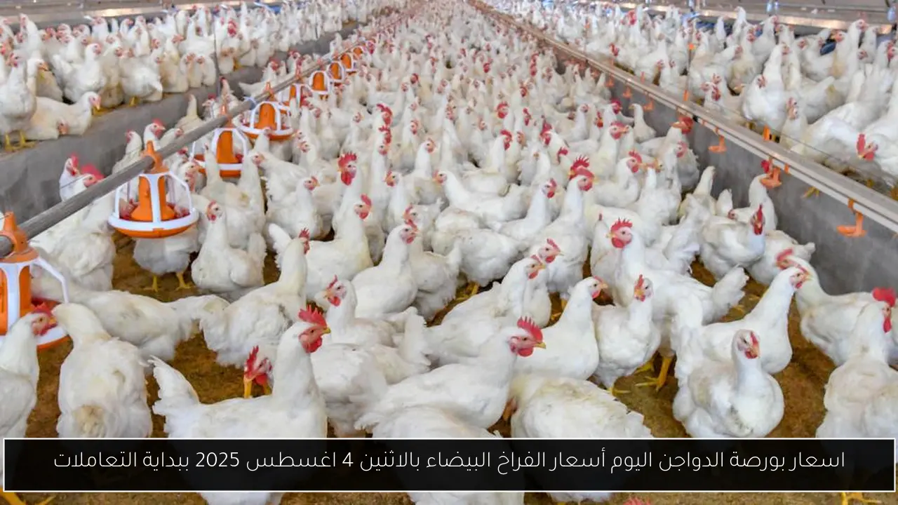 اسعار بورصة الدواجن اليوم أسعار الفراخ البيضاء بالاثنين 4 اغسطس 2025 ببداية التعاملات