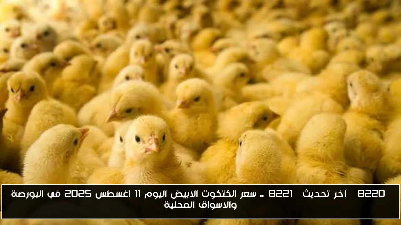 “آخر تحديث”.. سعر الكتكوت الابيض اليوم 11 اغسطس 2025 في البورصة والاسواق المحلية