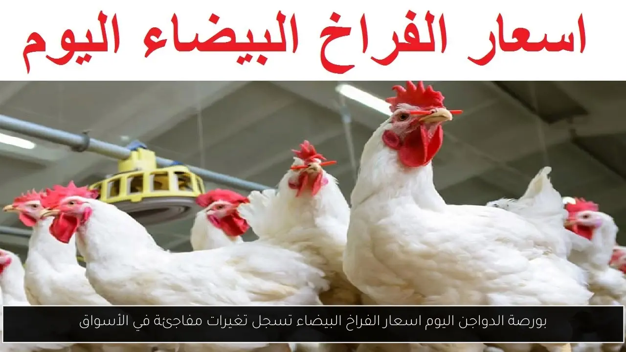 بورصة الدواجن اليوم اسعار الفراخ البيضاء تسجل تغيرات مفاجئة في الأسواق