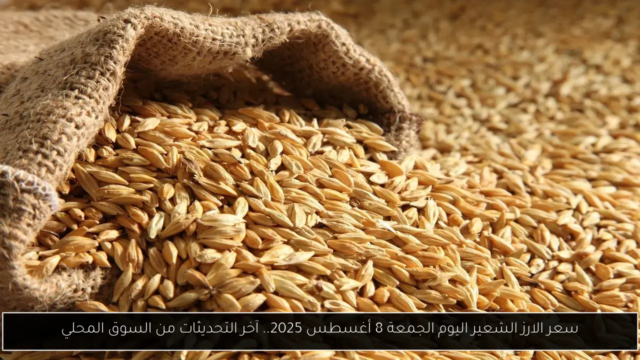 سعر الارز الشعير اليوم الجمعة 8 أغسطس 2025.. آخر التحديثات من السوق المحلي