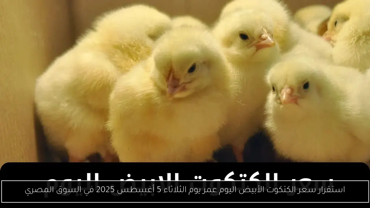 استقرار سعر الكتكوت الأبيض اليوم عمر يوم الثلاثاء 5 أغسطس 2025 في السوق المصري