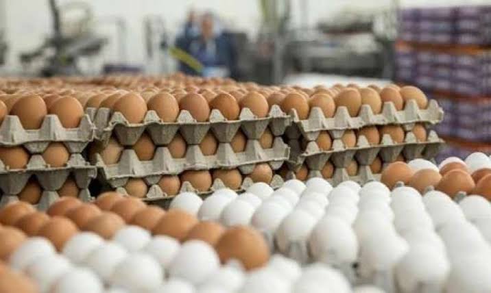 أسعار البيض