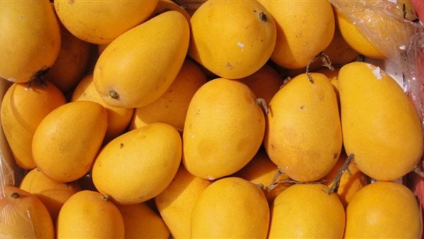 سعر المانجو البلدي