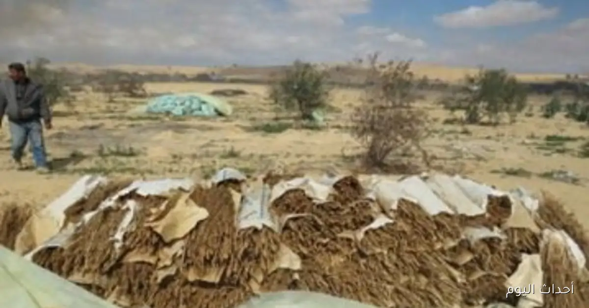 الداخلية تضبط 27 طنًا من الهيدرو في مزرعة مخدرات بالإسماعيلية بقيمة مليار و600 مليون جنيه