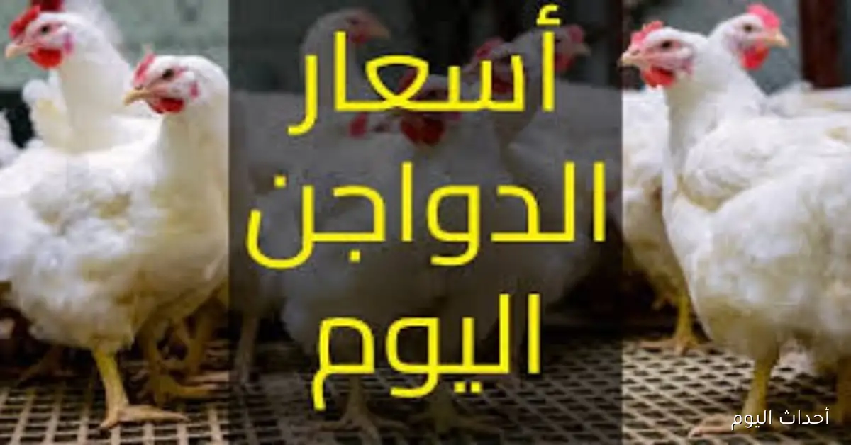 أسعار الفراخ اليوم الخميس 25 سبتمبر: ما هي أسعار البانيه؟