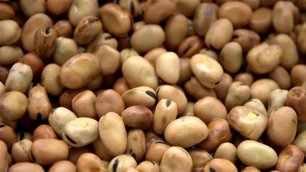 سعر الفول المعبأ