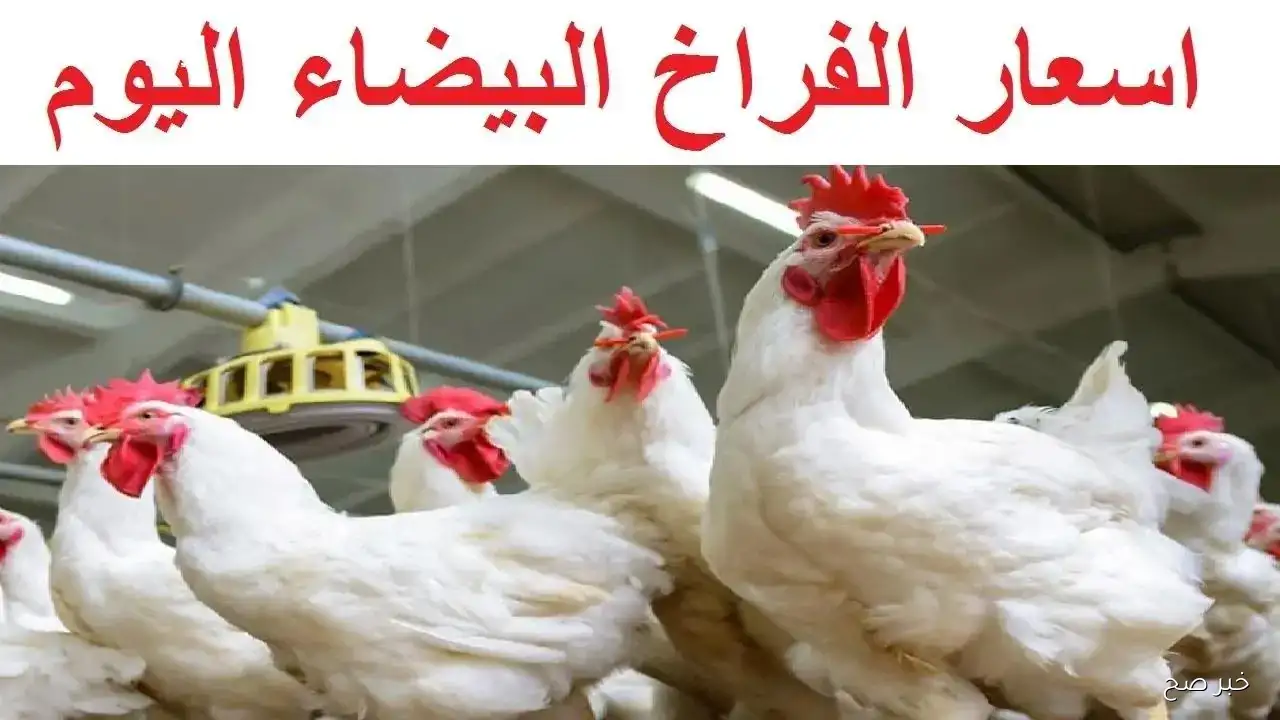 بـ 61 جنيه