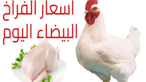 أسعار الفراخ اليوم