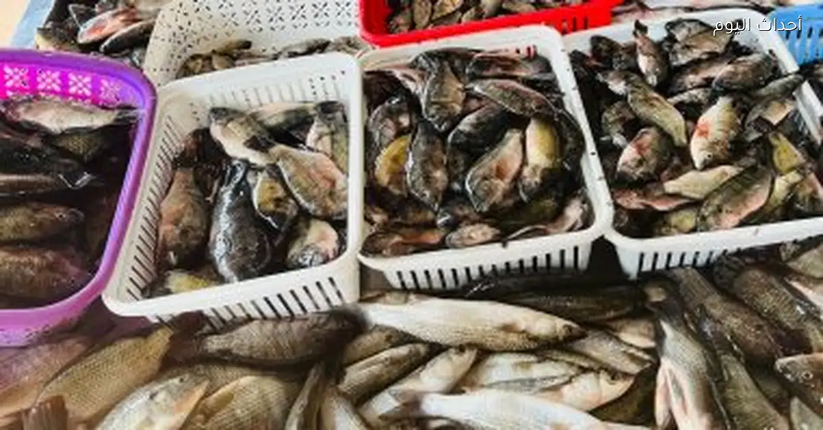 أسعار الأسماك في أسواق دمياط اليوم الأحد البوري 100 والبلطي 60 جنيها