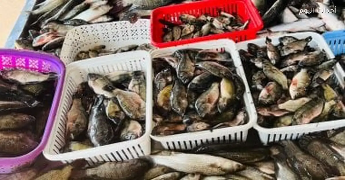 أسعار الأسماك في أسواق مطروح اليوم الأحد 14 ديسمبر 2025