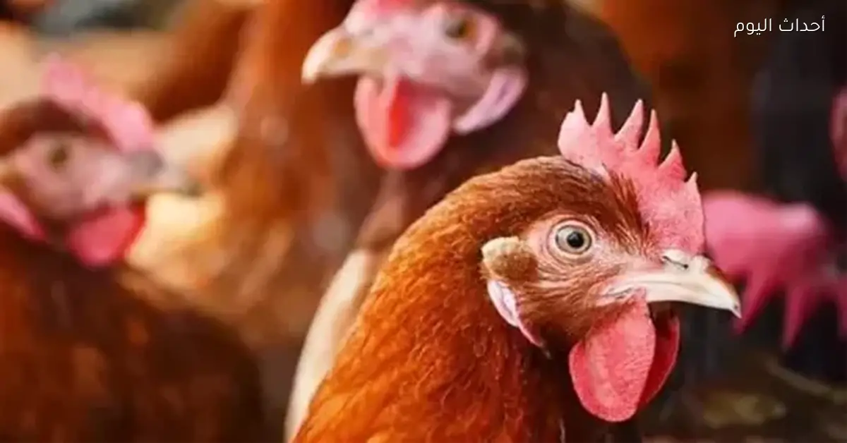 أسعار الدجاج في الأسواق اليوم الأربعاء 17 ديسمبر 2025