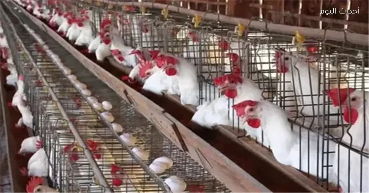 أسعار الدواجن اليوم تبدأ من 80 جنيهًا للكilo