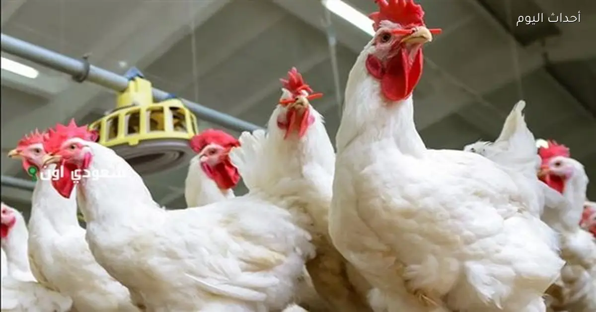 أسعار الدواجن في الأسواق المصرية اليوم السبت 13 ديسمبر 2025