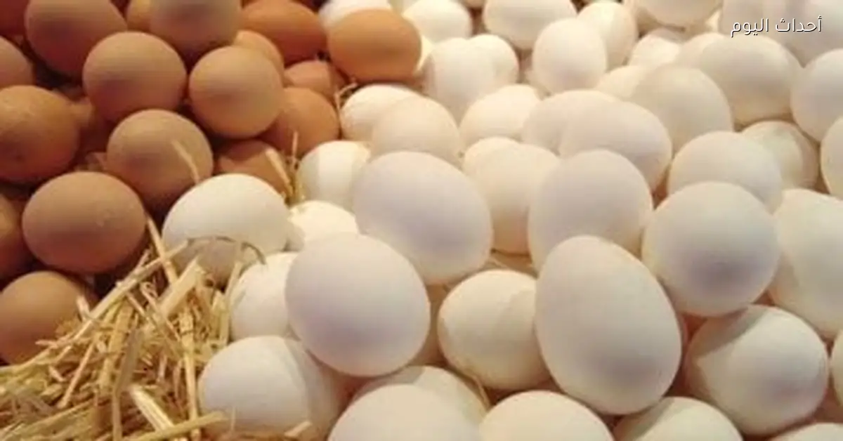 أسعار الدواجن في كفر الشيخ اليوم الإثنين 70 جنيها للفراخ البيضاء