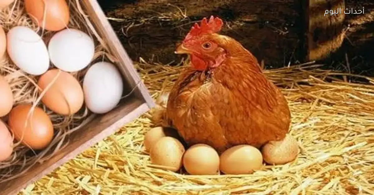 أسعار الدواجن والبيض اليوم الثلاثاء 30 ديسمبر 2025