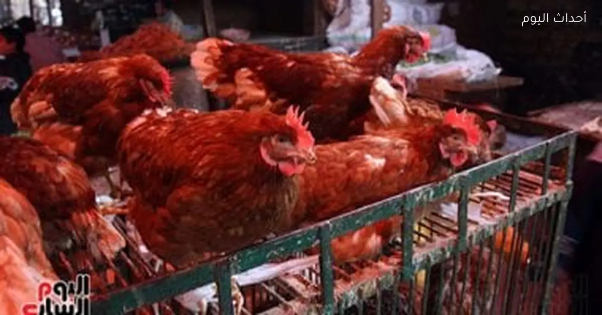 أسعار الدواجن والفراخ والبط في بورصة الأقصر اليوم الأحد