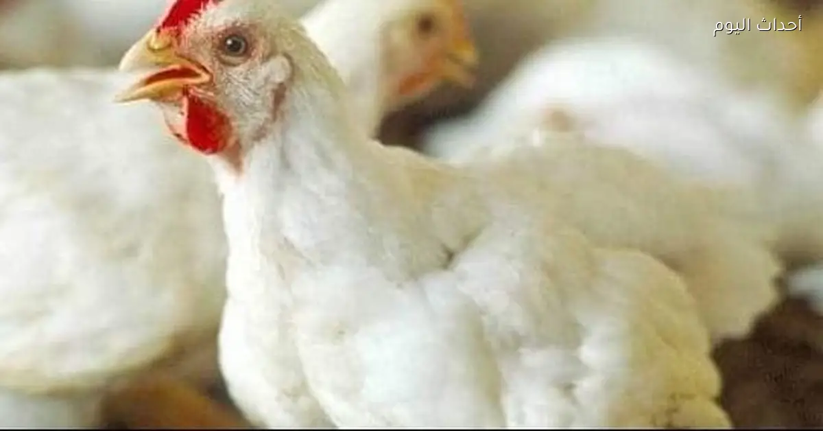 أسعار الدواجن والفراخ والكتاكيت اليوم الاثنين 15 ديسمبر 2025