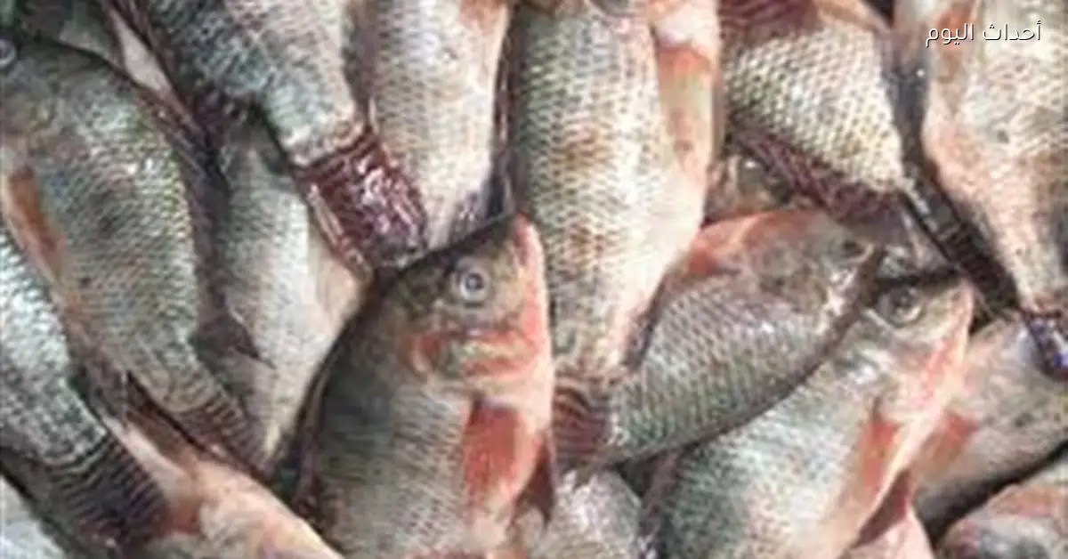 أسعار السمك اليوم الجمعة 19 ديسمبر 2025