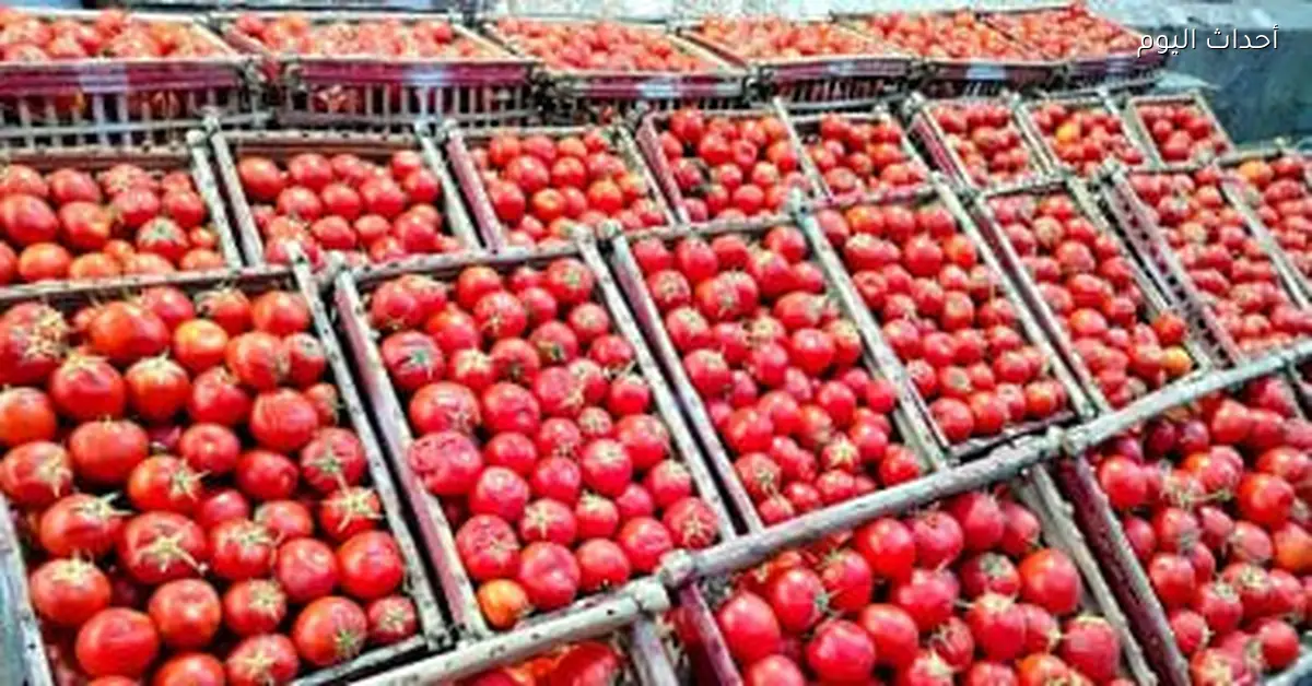أسعار الطماطم تصل إلى 10 جنيهات في أسواق الوادي الجديد