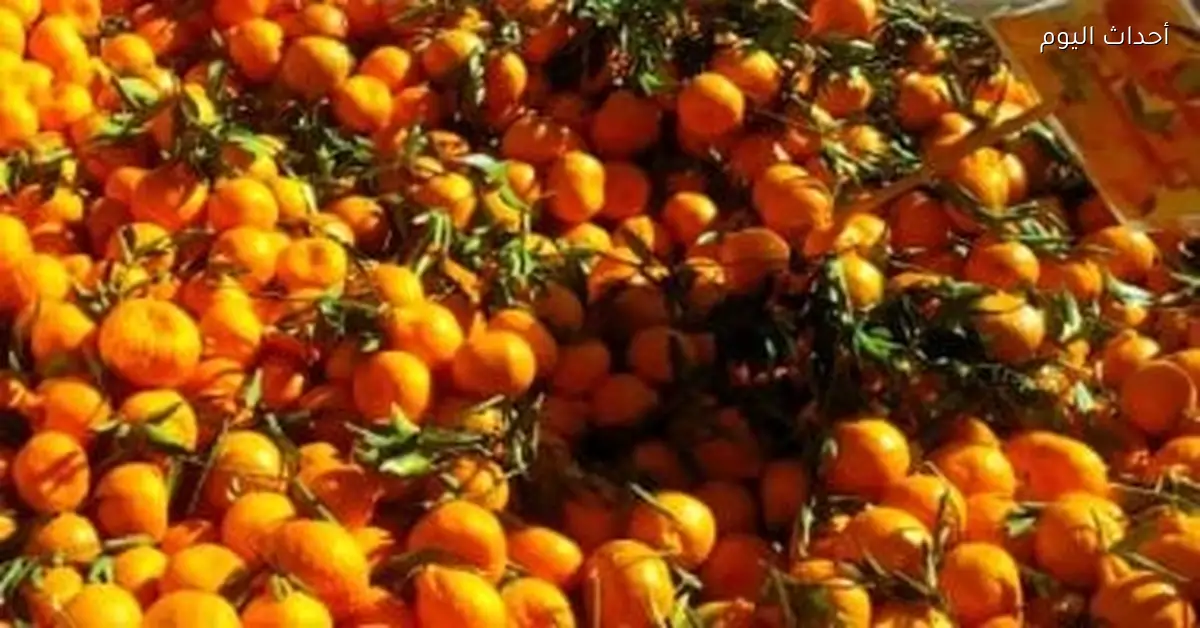 أسعار الفاكهة في أسواق الأقصر اليوم 31 ديسمبر 2025