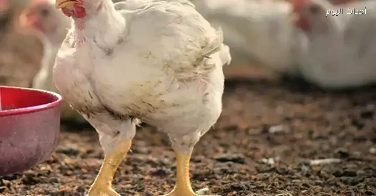 أسعار الفراخ البيضاء في بورصة الدواجن اليوم