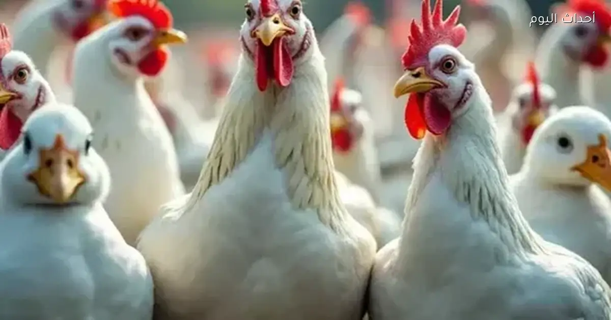 أسعار الفراخ البيضاء والساسو في مصر اليوم الجمعة 26 ديسمبر 2025