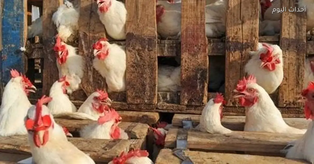 أسعار الفراخ في الأسواق الشعبية وبورصة الدواجن اليوم السبت