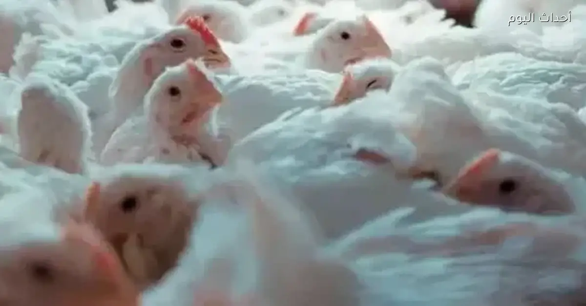 أسعار الفراخ والبيض اليوم الخميس في بورصة الدواجن