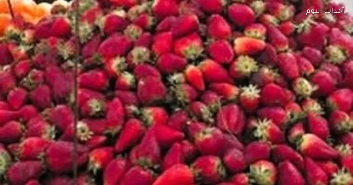 أسعار الفراولة والفاكهة في القليوبية اليوم 24 ديسمبر 2025