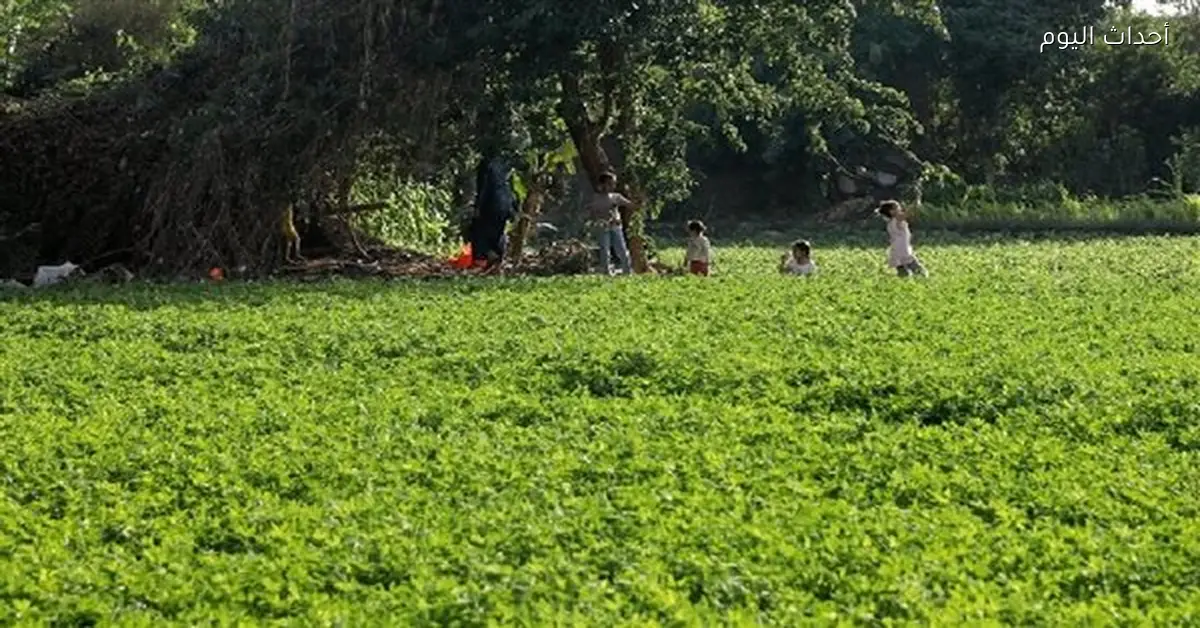 الشيوخ يطالبون بتأجيل زيادة إيجار أراضي الأوقاف